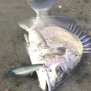 top poisson Killer couleur BB 3d power shad 19cm 120gr